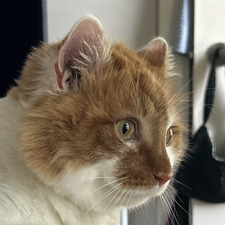 Nick