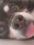 Dekko8