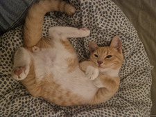 Merle Maus