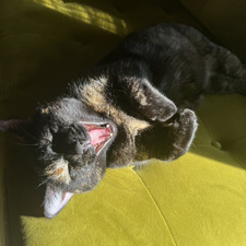 Evie