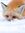 TheFox3249