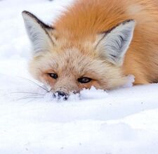 TheFox3249