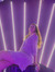 Allie S...