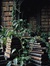 Ficus M...