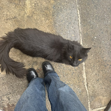 kittykat555