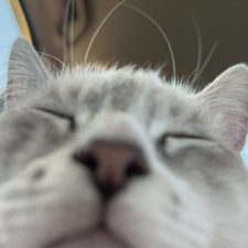 taara