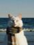 Sheeba 