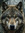 Greyson Wolf