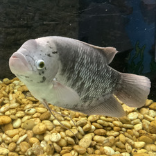 Cino