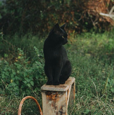 Curio