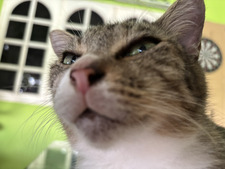 lily