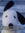 insert-a-snoopy