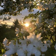 Wildflower ♡⁠✿♡⁠✿