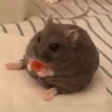 Nic