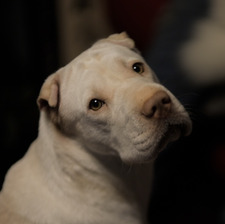 Mara