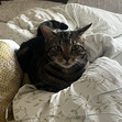 Akila