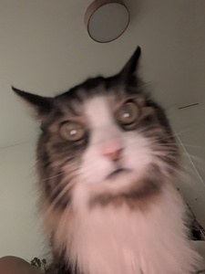 Son