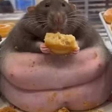 fatassrat