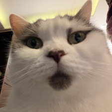 moo