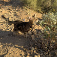 Josie