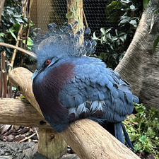 Curious Birder
