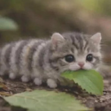 Ámbar