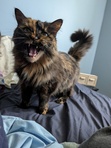 Gremlin