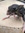 Rat
