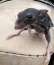 Rat