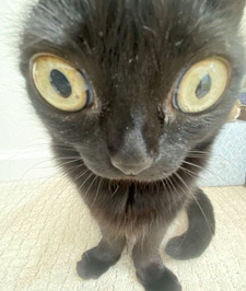 Lev
