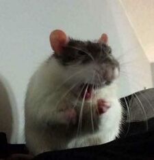 Aleks
