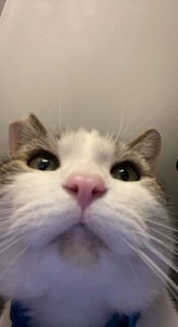 dina