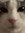 halfcat