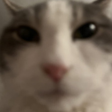 halfcat