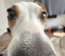 René