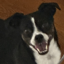 Gator