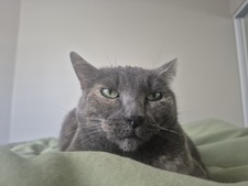 Mimi