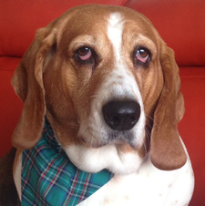 Dan M