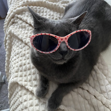 Lotta