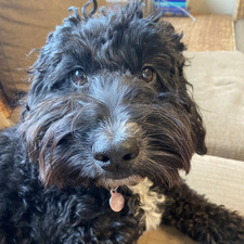 Millie Griffiths