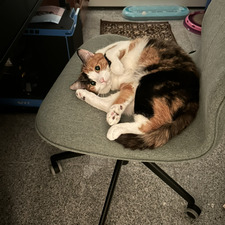 Molly