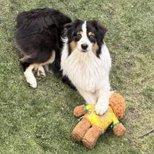 Irene