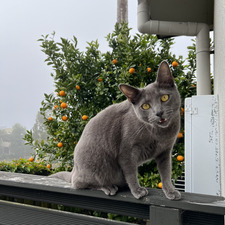 PJ
