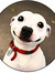 Gala