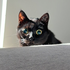 Inez