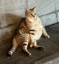 Tim