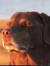 Toby