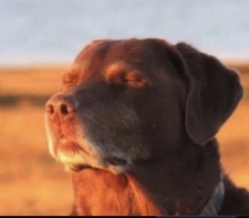 Toby