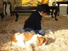 Anshul