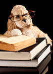 Paws & Pages